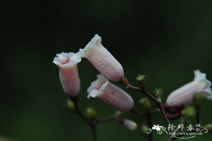 玫瑰花的花期