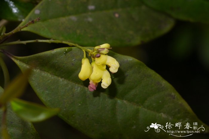 无花果的花在哪个部位