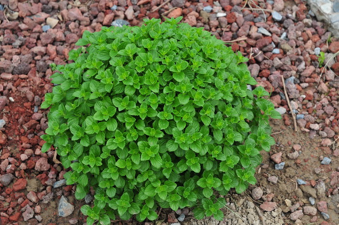 多肉植物用普通土行吗