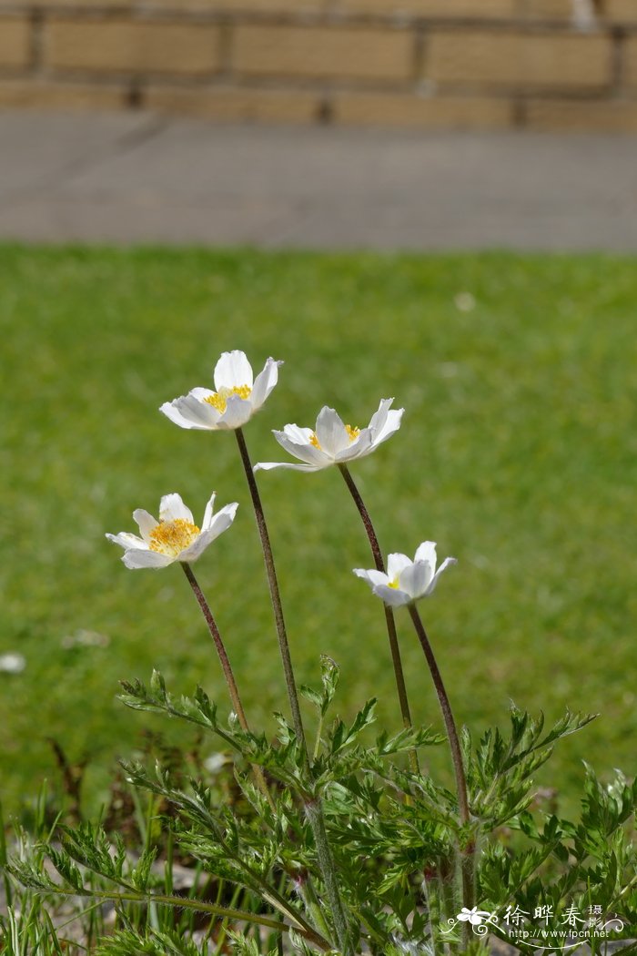 金银花还有一个名字叫什么