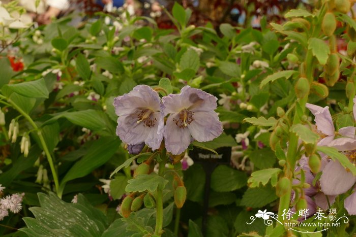 大王花的图片大全