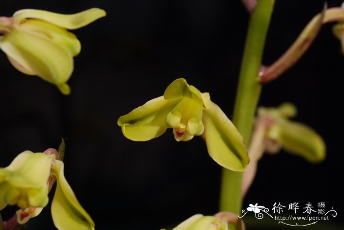 送老师什么花好