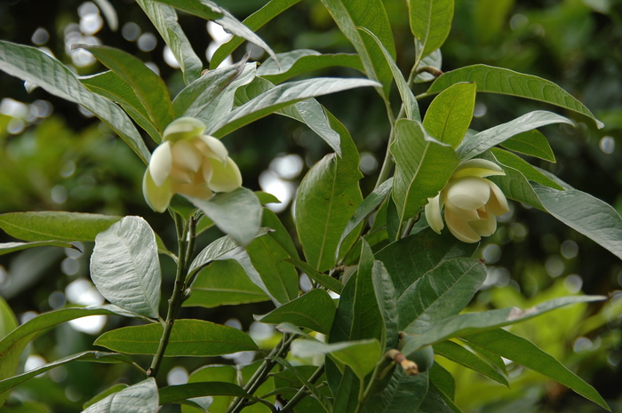 波斯菊种子的种植方法