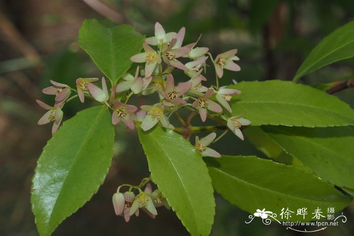 多年生草本花卉