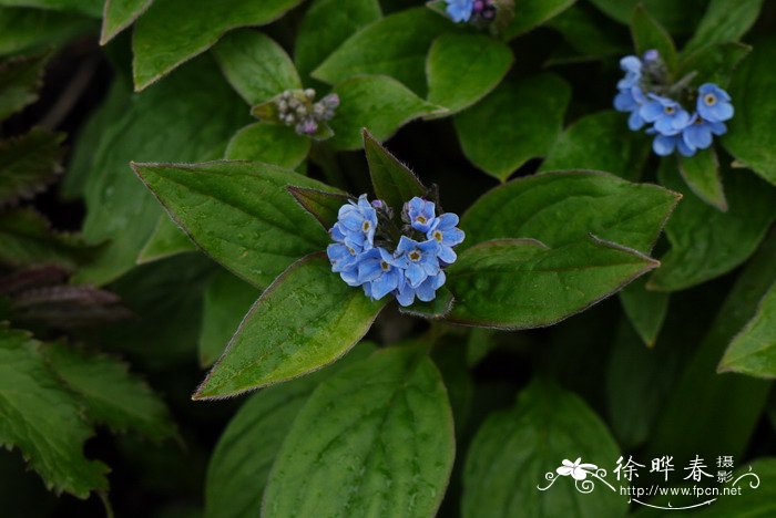 好养活的室内花卉植物