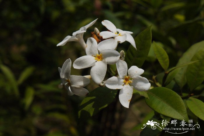 牡丹花的种植