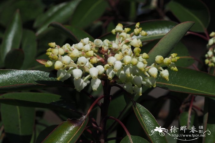 九里香花图片