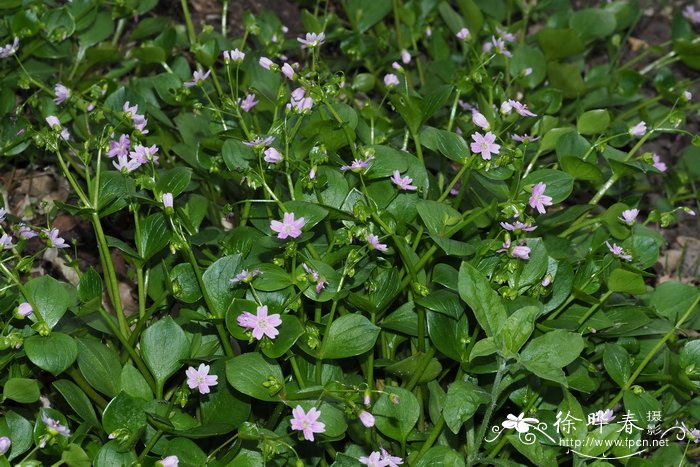 玉渊潭公园樱花节