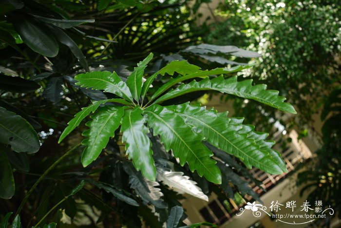 双子叶植物和单子叶植物的区别