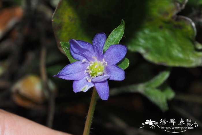 火鹤花花语