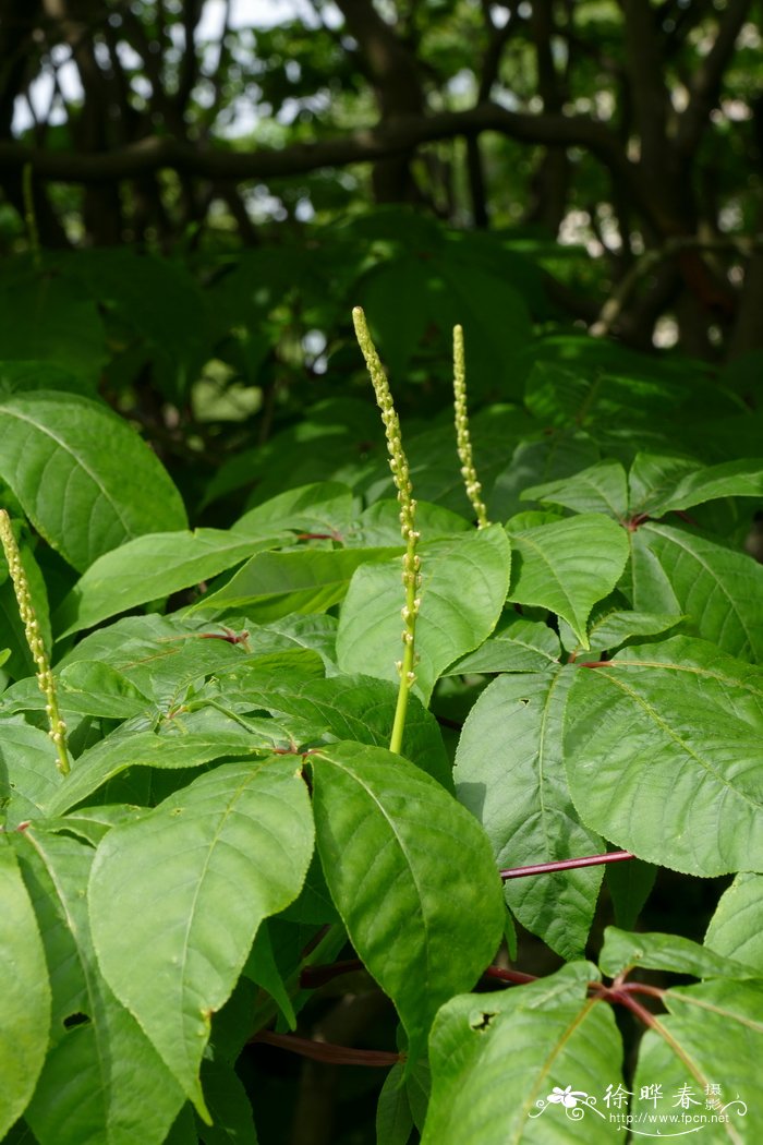 西兰花的种植