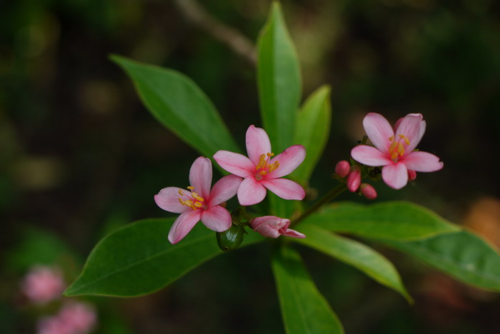 李子是什么季节水果