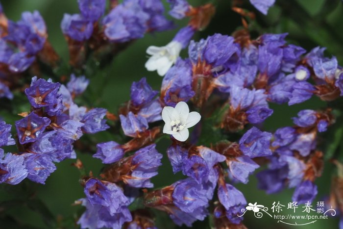 桃花简介