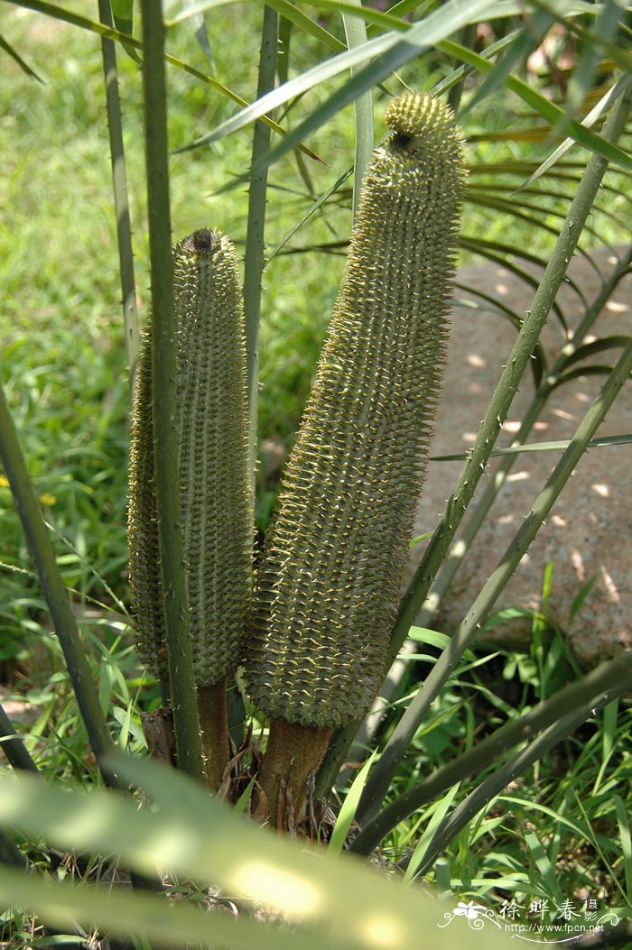 樱花特点