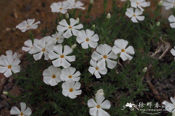 樱草花