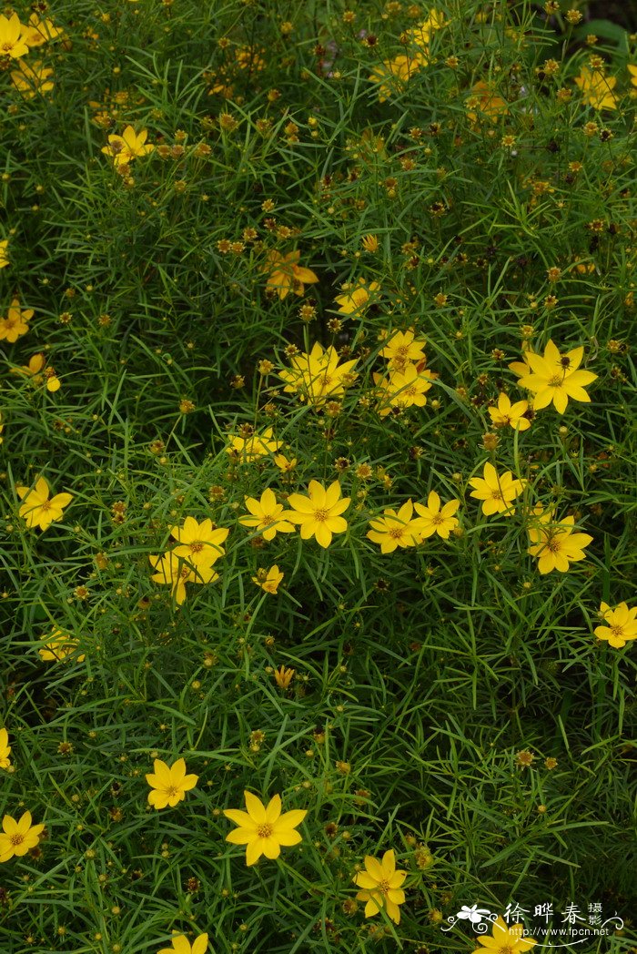 芙蓉树花图片