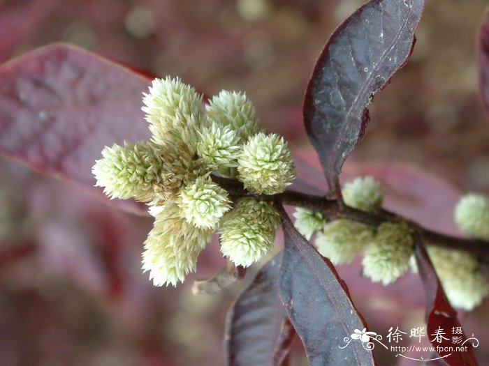 黄玫瑰 花语