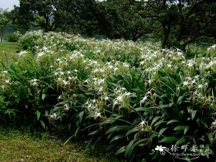 兰花要施什么肥