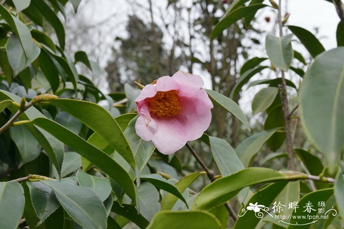 茶花花期多长