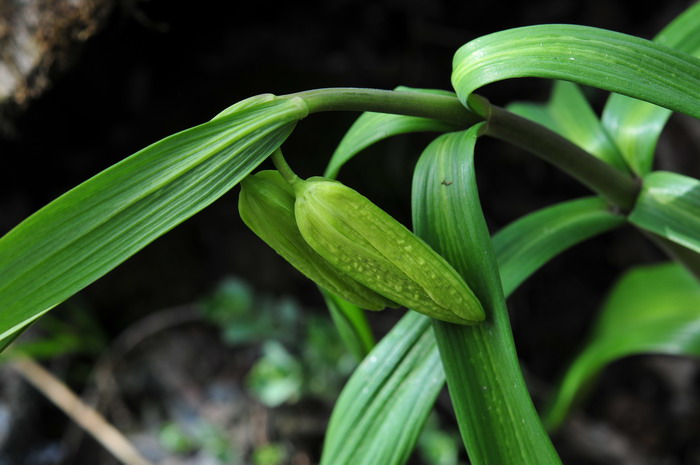 白百合花的寓意