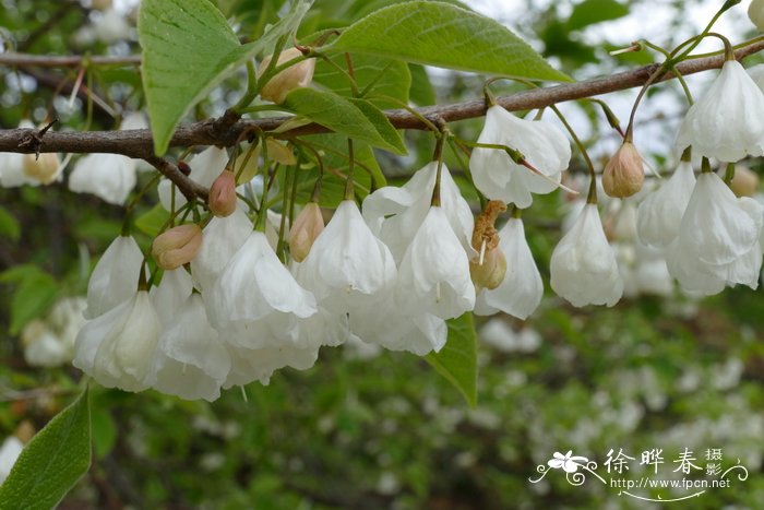 丁香花是什么颜色的