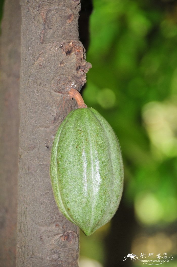 西红柿种植方法和时间