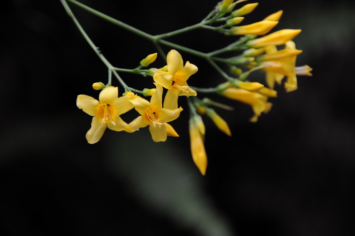 蓝莓开花图片