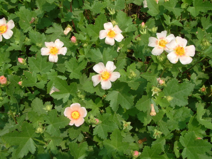 格桑花花期