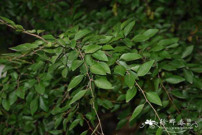 九月桂花与她来香小说