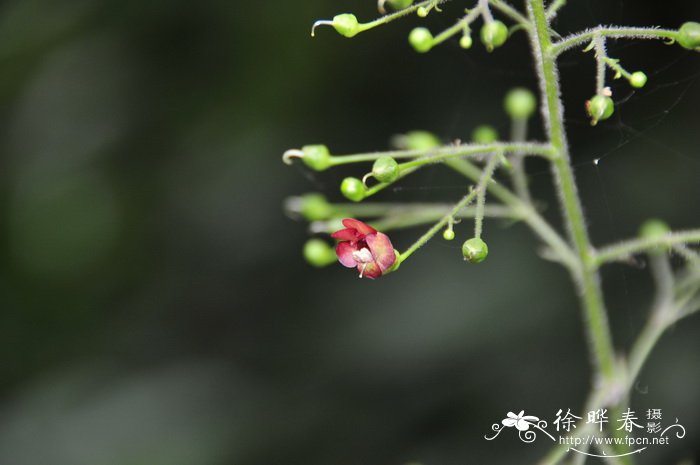 昙花的养殖方法和注意事项