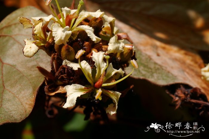 紫色玫瑰花代表什么意思