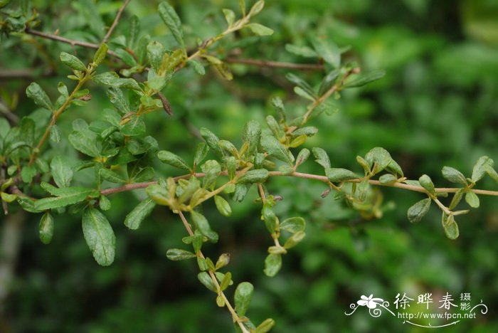 迎春花的样子