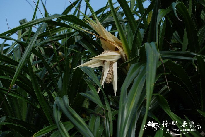 水生植物怎么养