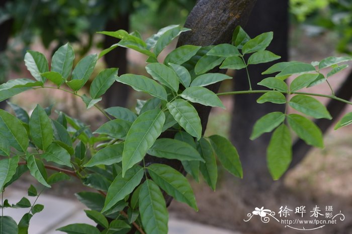 草莓是裸子植物还是被子植物