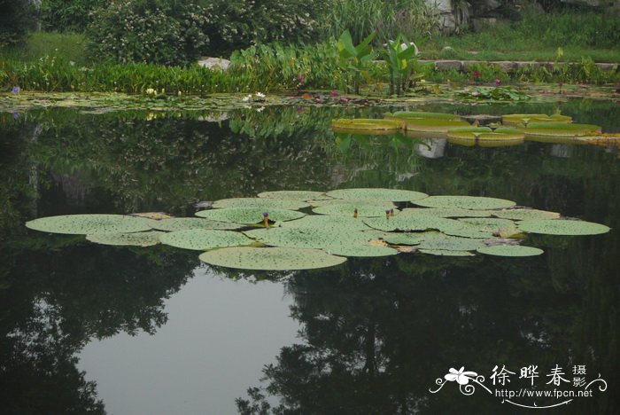 滴水观音价格