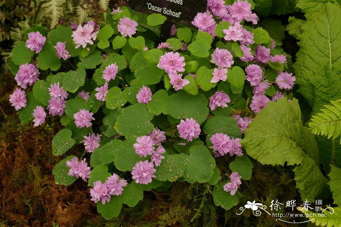 生姜种植时间和方法