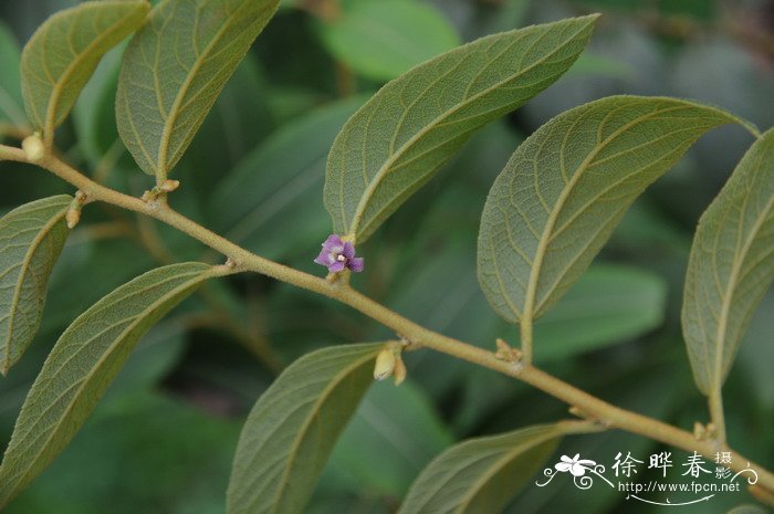 毛蕊花