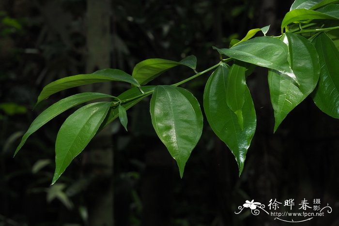 茉莉花的种植