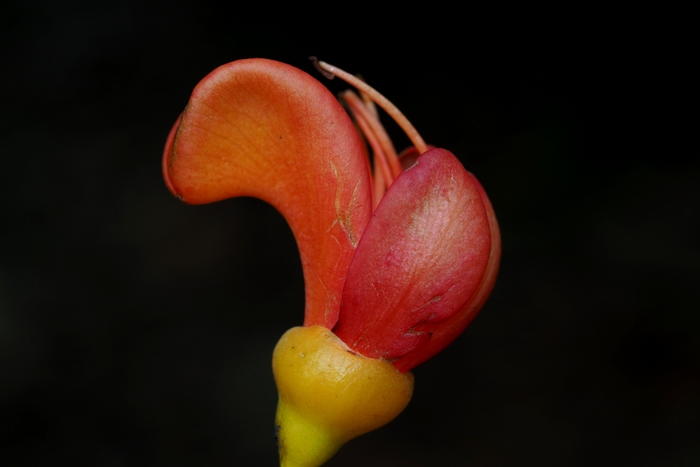 百合花语