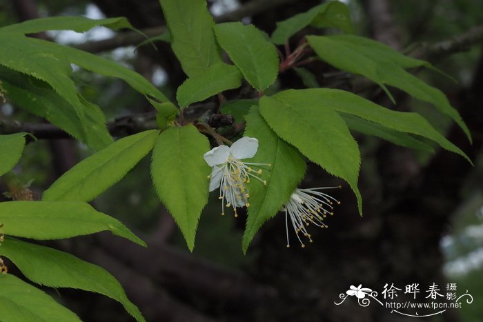 白花芍药