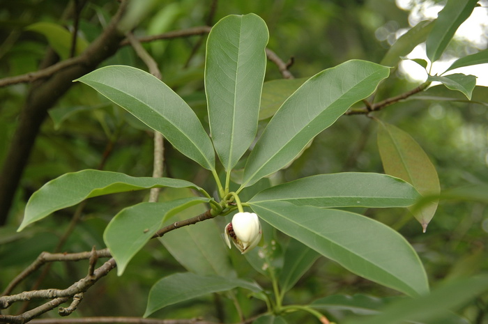 凤仙花生长全过程