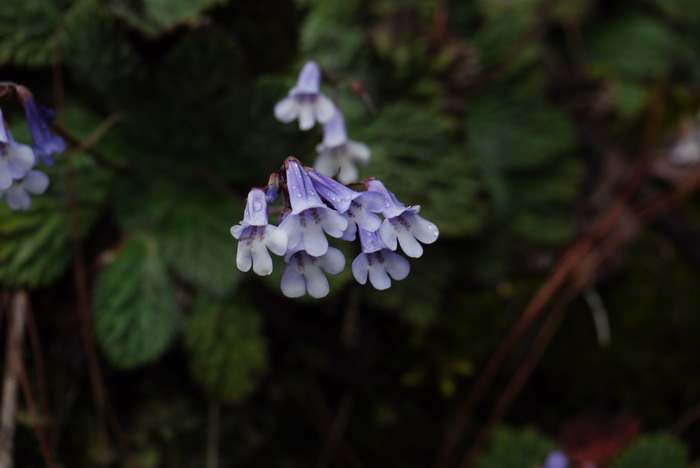 腊梅花的花语和寓意