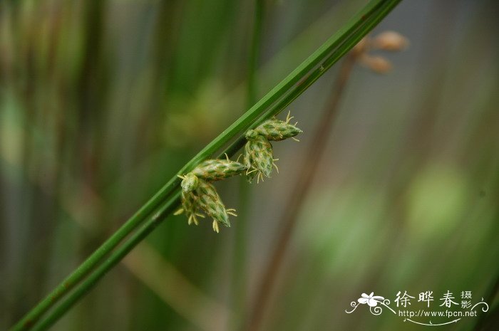 油牡丹