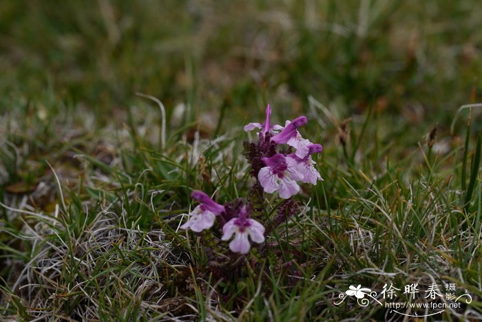 北京油菜花