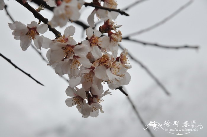 扬州市花