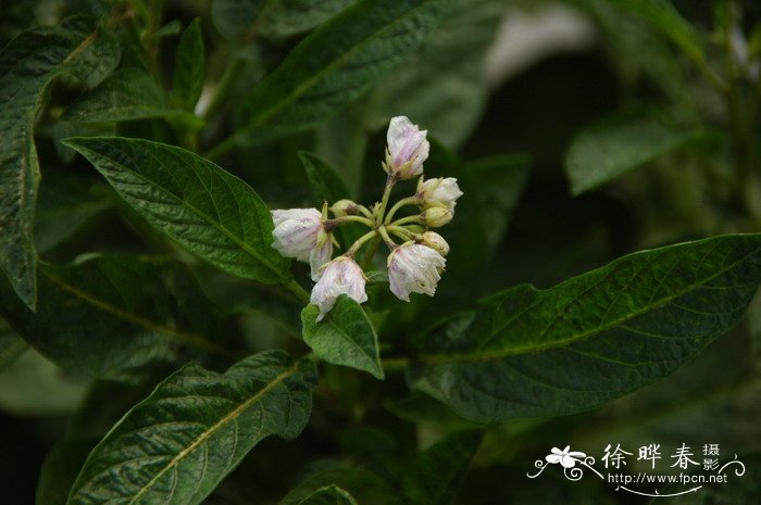 黄花梨树苗价格