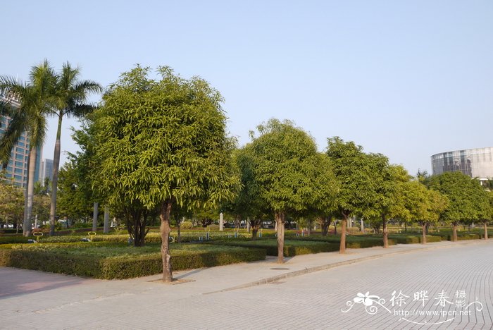 千手观音植物仙人掌