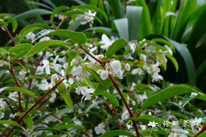 忍冬花为什么叫金银花