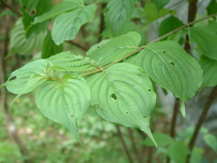 肉桂茶属于什么茶