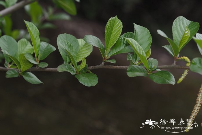 丁香花图片